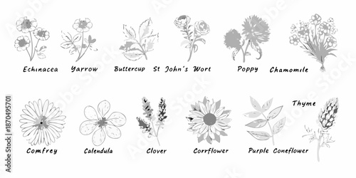 Botanical illustration of various wildflowers and medicinal plants in grayscale