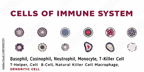 Visual guide to cells of the immune system and their respective structures