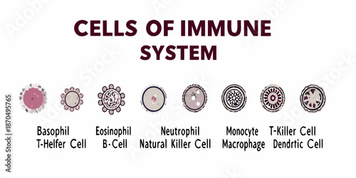 Illustrative depiction of various cells composing the human immune system