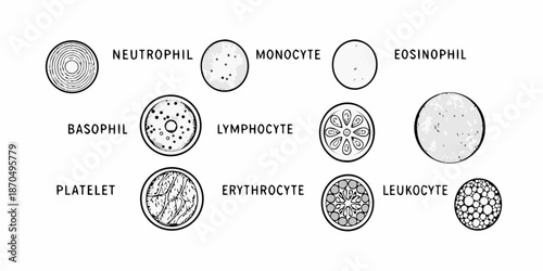 Illustrative diagram showcasing various human blood cell types and their morphologies