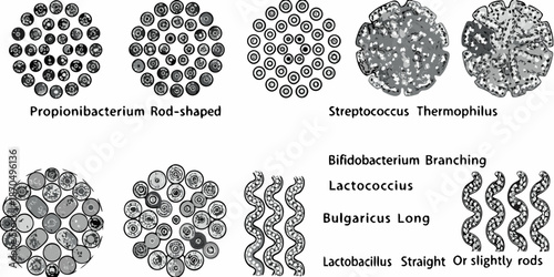 Microscopic views of different bacterial shapes and arrangements illustrated diagrammatically