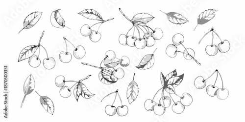 Delicate sketch of cherries and leaves a botanical illustration in monochrome