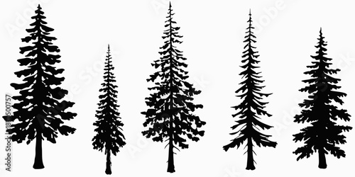 Silhouette of coniferous trees against a white background showcasing natural forms
