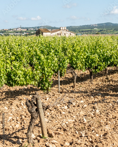 Vineyard landscape with green vines, dry soil, and rustic farmhouse under a clear sky. Green vineyard rows with an old rustic house and rolling hills in the background under a sunny blue sky.