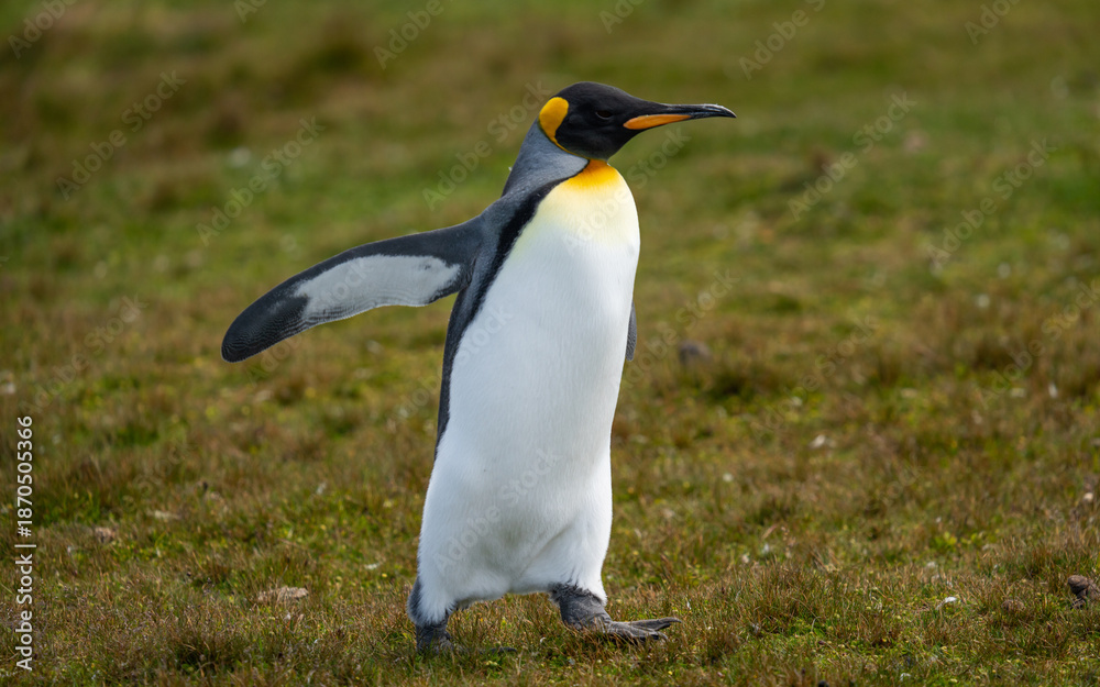 Fototapeta premium King Penguin Alone Walking on Grass. Arms Open Looking Right. Falkland Islands Volunteer Point Colony. Antarctica Travel Excursion Wildlife