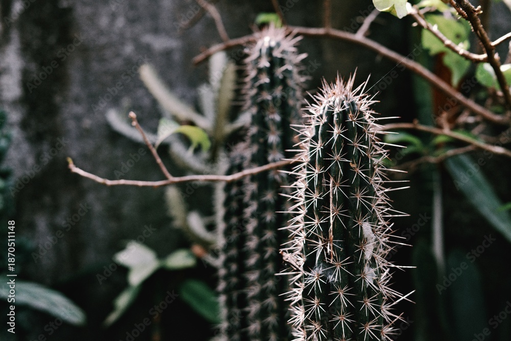 Obraz premium Close-Up of Spiky Cacti in a Shady Garden