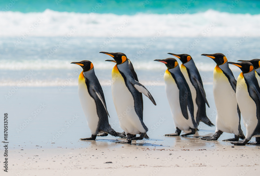 Fototapeta premium Close Up of King Penguins Front of Pack Walking on Beach. Falkland Islands Volunteer Point Colony. Antarctica Travel Excursion Wildlife