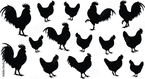 Chicken and rooster silhouettes collection, farm poultry birds in multiple poses, black rural livestock vector illustration set for agriculture branding