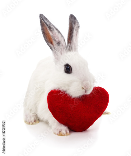 White rabbit with a red velvet heart isolated on a white background.