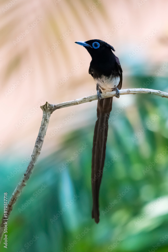 Obraz premium Black Paradise-flycatcher on a branch