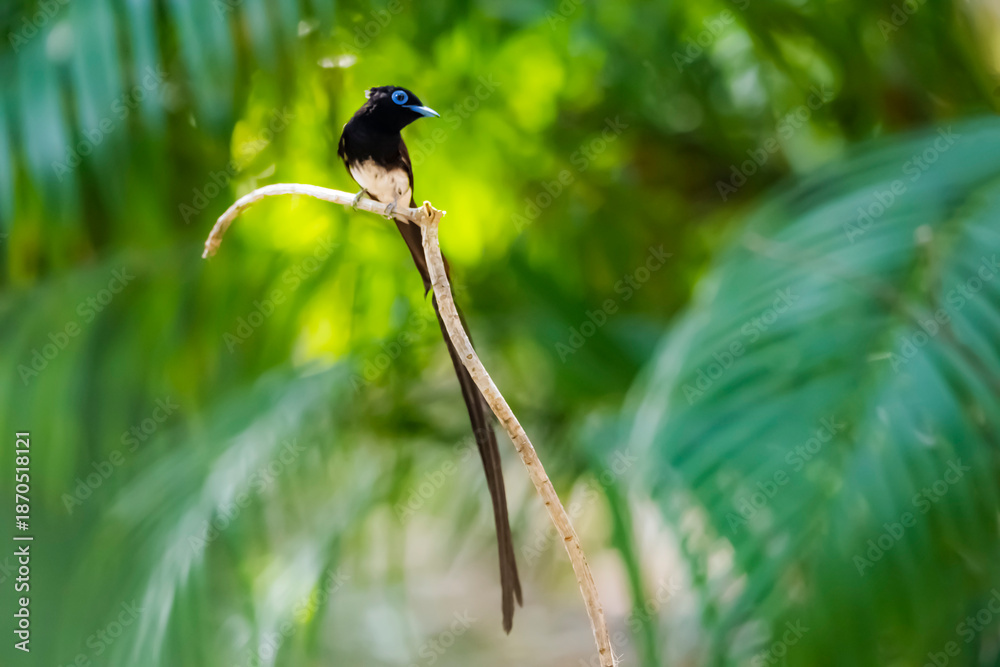 Fototapeta premium Black Paradise-flycatcher on a branch