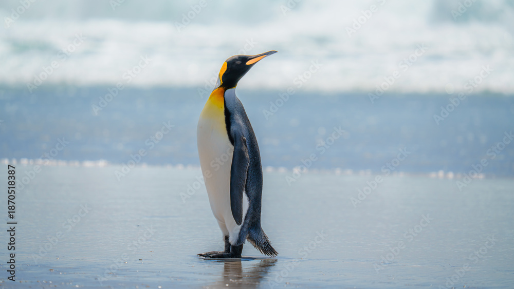 Fototapeta premium Close Up of a King Penguin Standing on Beach Looking Right Cute. Falkland Islands Volunteer Point Colony. Antarctica Travel Excursion Wildlife