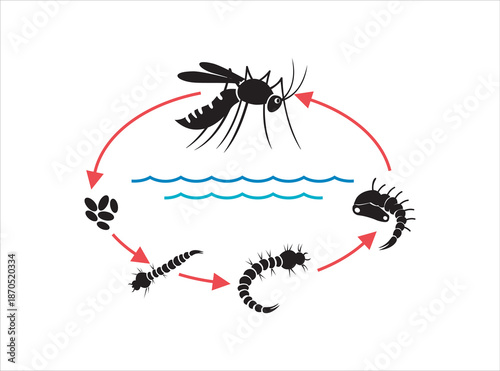 Visual representation of the mosquito's complete life cycle, detailing the progression from aquatic eggs and larval stages, through pupal development, to the final adult insect form