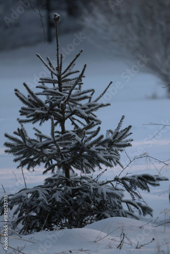 beautiful little green snowy and frozen Christmas tree in winter