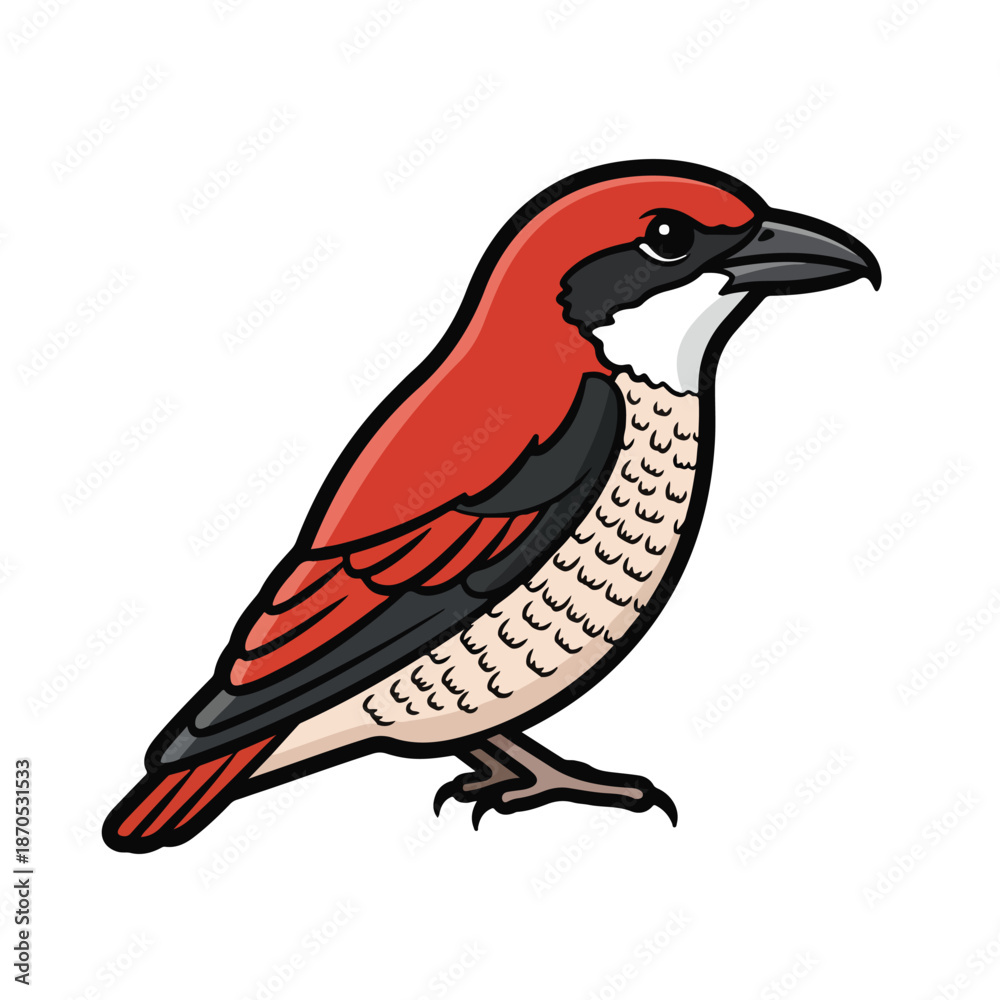Fototapeta premium A vibrant bird with red, black, and white feathers