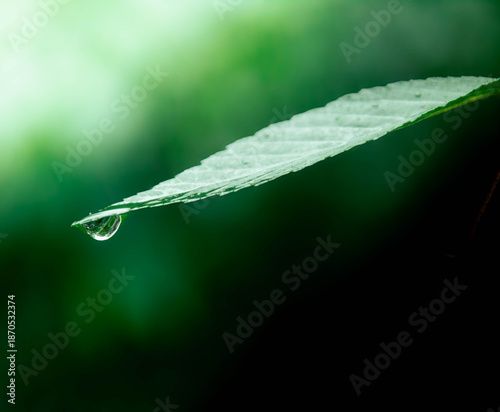 dew on leaf