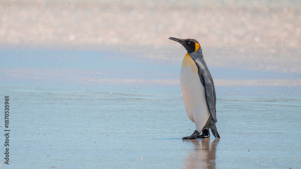 Fototapeta premium King Penguin Walks on Water Shore of Beach Sparkling Ocean Falkland Islands Volunteer Point Colony. Antarctica Travel Excursion