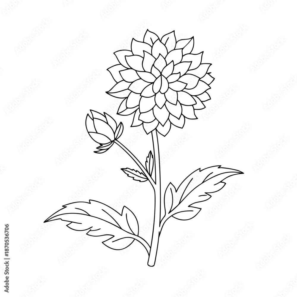 custom made wallpaper toronto digitalElegant Dahlia Flower Sketch Botanical Illustration