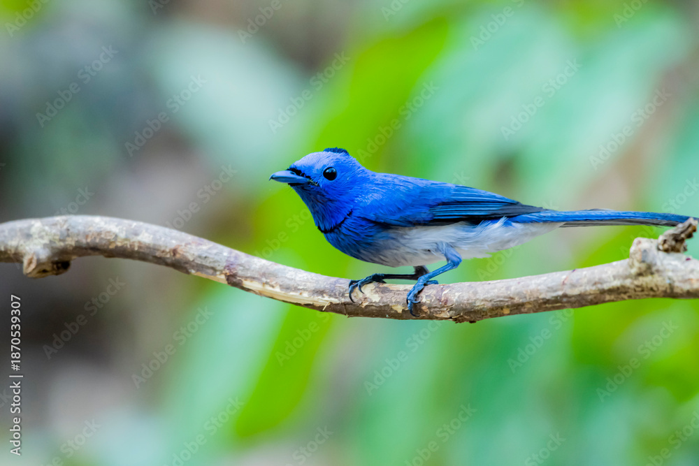 Fototapeta premium Black-naped Monarch on a branch