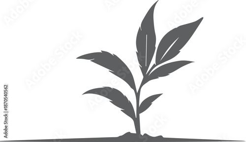 silhouette of a plant