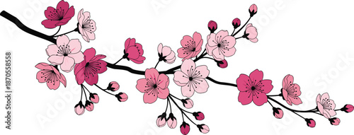 Cherry blossom branch vector illustration with pink flowers in bloom, spring floral artwork for nature, beauty, and seasonal design themes.