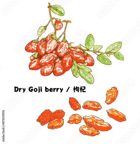 Fresh goji berries on branch with dried wolfberries Hand-Drawn line-art illustration organic