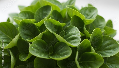 Fresh green leaves of a plant are growing in a pot on a white surface