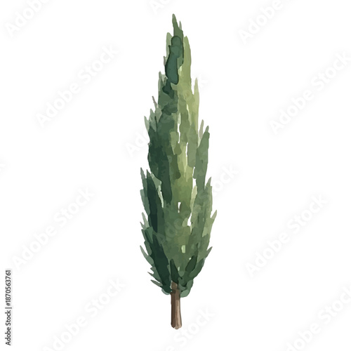 Green aloe vera plant isolated on a white background