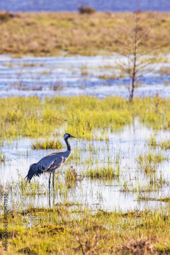 Obraz premium Beautiful Crane standing in a wetland a sunny spring day
