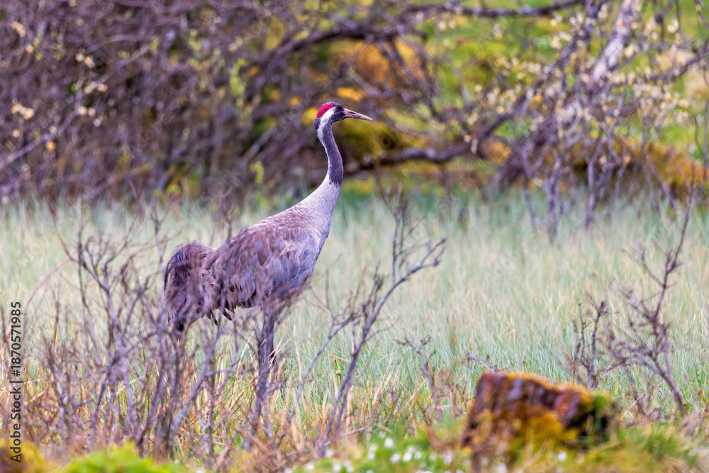 Obraz premium Crane standing in a wet swamp at springtime