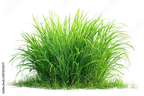 A bunch of green grass on a white background