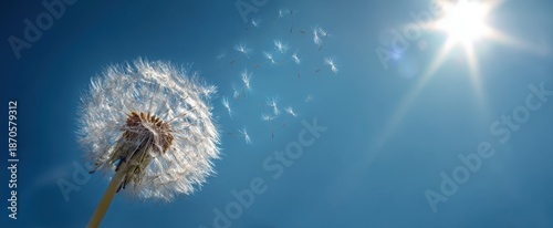 Obraz  z motywem The dandelion seedhead releasing fluffy seeds drifting across a bright sunlit blue sky