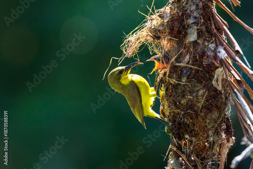 Olive-backed sunbird of Parent Bird Feeding Hungry Chick in a Hanging Nest of Thailand