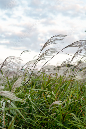 Billede på lærred Silver grass swaying in the wind under cloudy autumn sky