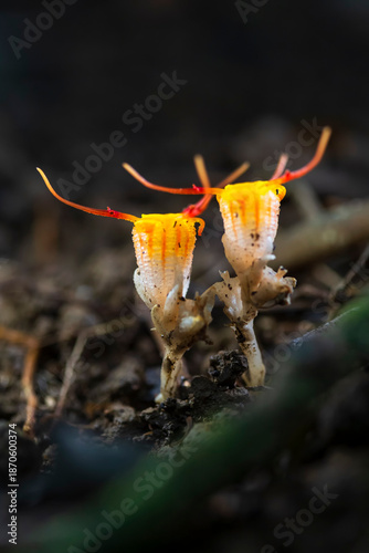 Close-up of thismia arachnites is rare and mycoheterotrophic fungus-like organism in soil of Thailand
