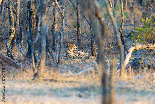 a cheetah resting in golden light