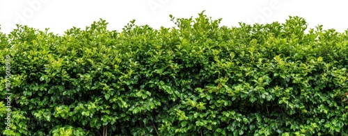 The Hedge Row of Lush Green Leaves Against a Clean White Background