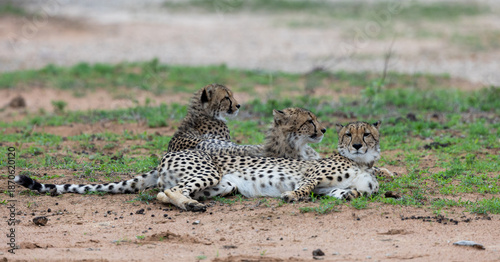 a cheetah mother and her two sub adult cubs