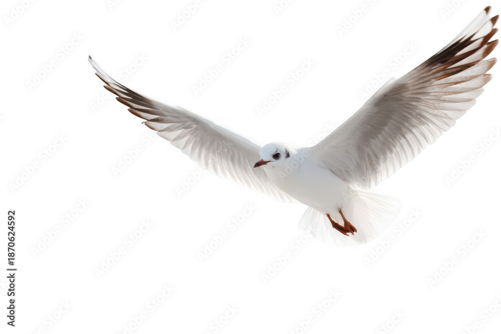 Fototapeta premium A white bird with black wings is flying in the air