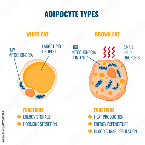 Adipose tissue types showing white, brown, and beige fat cells with mitochondria and nucleus detail. Fat structure diagram for obesity, diabetes and metabolism research. Medical vector illustration.