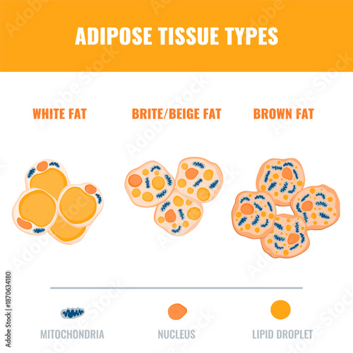 Adipose tissue types showing white, brown, and beige fat cells with mitochondria and nucleus detail. Fat structure diagram for obesity, diabetes and metabolism research. Medical vector illustration.