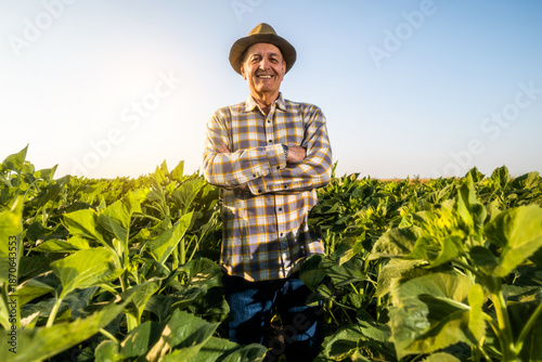 Valokuva Successful senior farmer is standing in his growing sunflower field