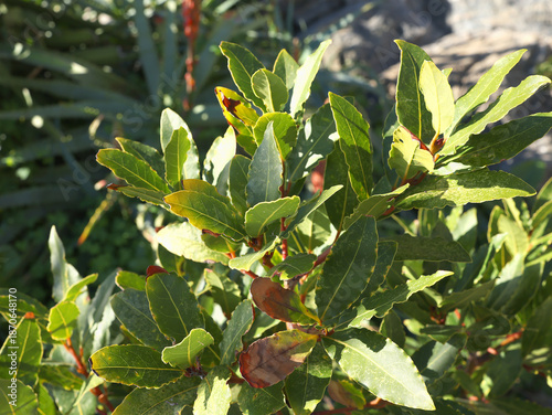 Laurus nobilis branch and leaves. Nature and background for design. 