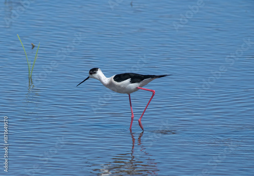 Black-winged stilt in aquatic ecosystem of Almenara wetland, Spain.