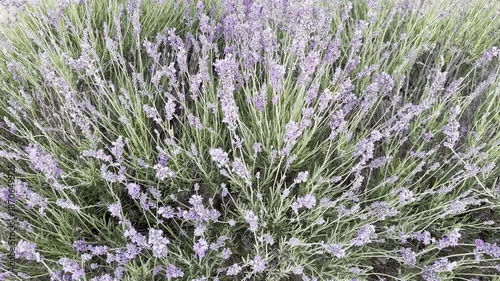 Close Look at Lavender Plants in a Garden on a Sunny Day in Summer