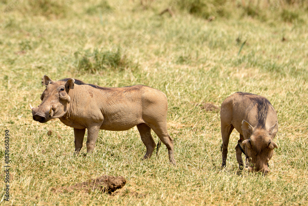 Fototapeta premium Phacochère commun