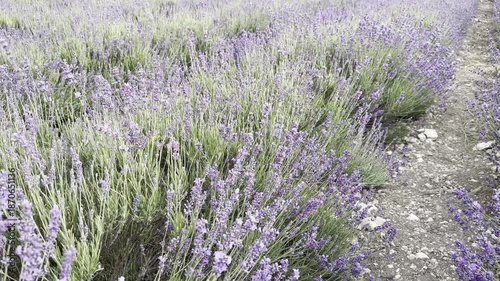 Exploring a Large Lavender Field in Summer