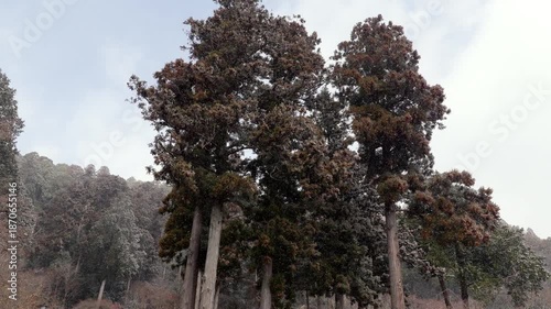 Slow-motion video of snow gently falling in a quiet pine forest during winter in Japan, capturing a peaceful natural landscape, cold season atmosphere, and serene woodland scenery.