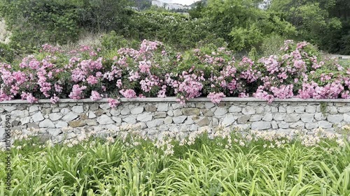 Garden Flowers Bloom Near a Stone Wall in Springtime