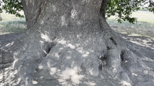 Roots of a Large Tree Near a Park in Sunny Weather